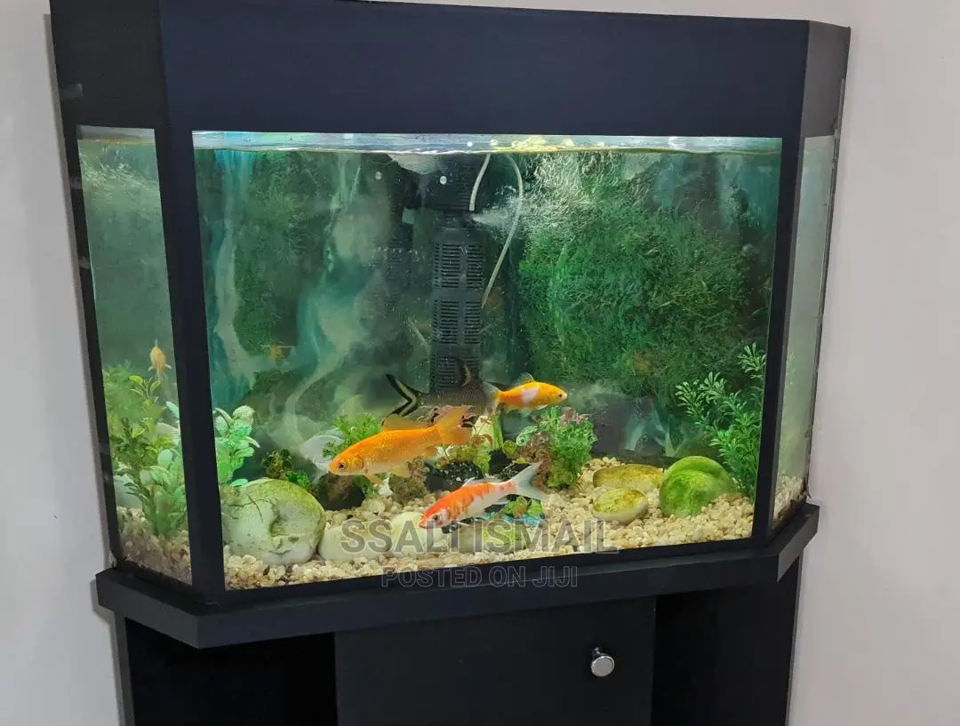 Nice and Simple Corner Tank Aquarium