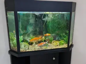 Nice and Simple Corner Tank Aquarium