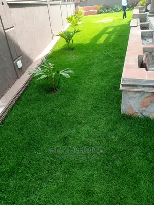 Carpet Grass