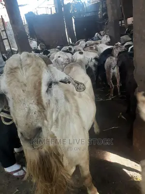 High Breed Goat's