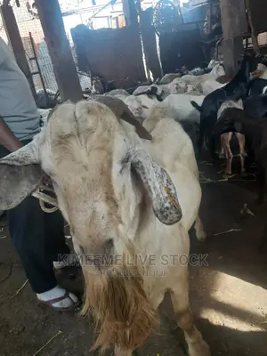 High Breed Goat's