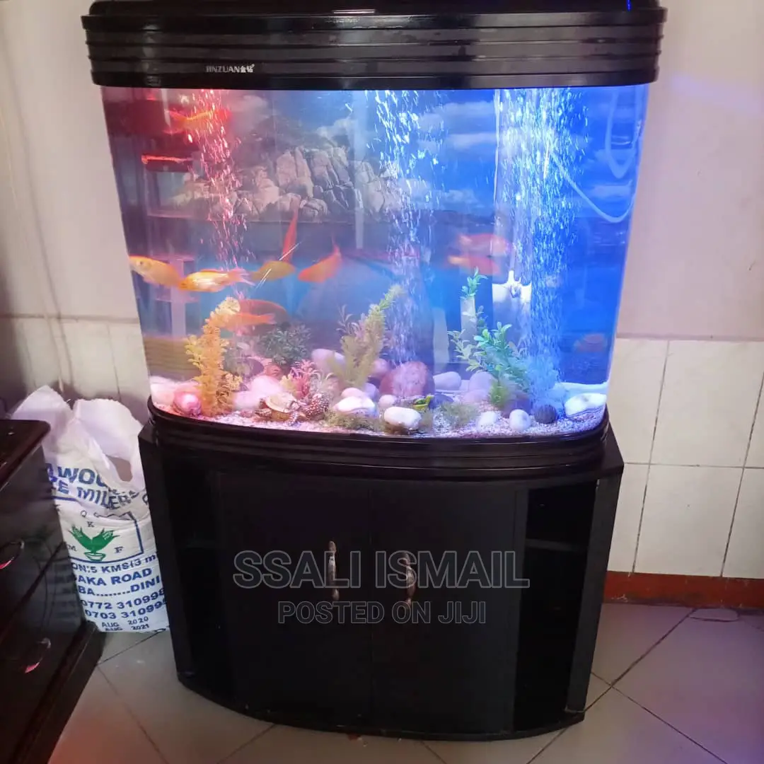 Oval Aquarium in Agood Shape and Design