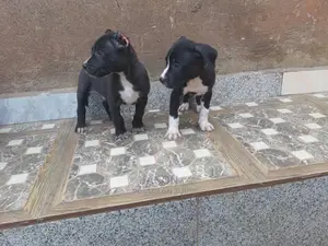 1-3 Month Male Purebred American Pit Bull Terrier