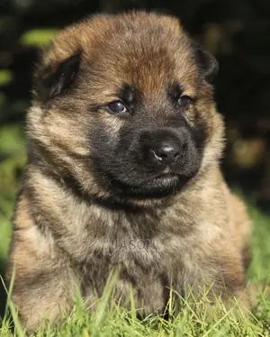 3-6 Month Male Mixed Breed Caucasian Shepherd