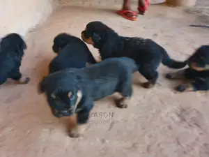 1-3 Month Female Purebred Rottweiler