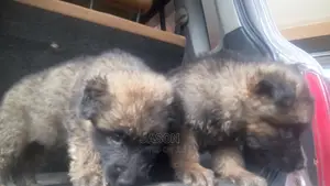 1-3 months Male Purebred Caucasian Shepherd