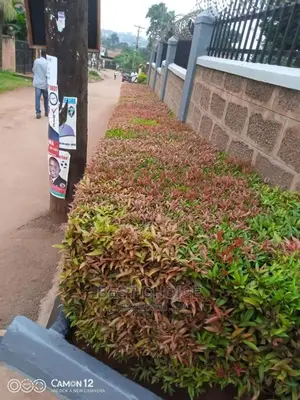 Compound Designing and Land Scarping.
