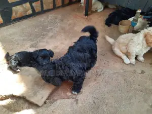 3-6 Month Male Purebred Maltese
