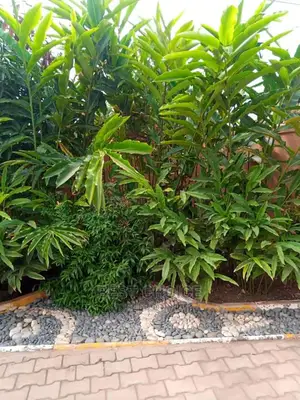 Land Scaping Experts.