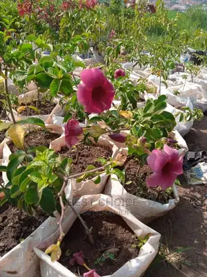 Compound Designing and Flowers Replacement.