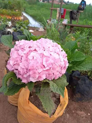 Land Scarping,Flowers,Plants,Grass,Pots,Paves Replacement.
