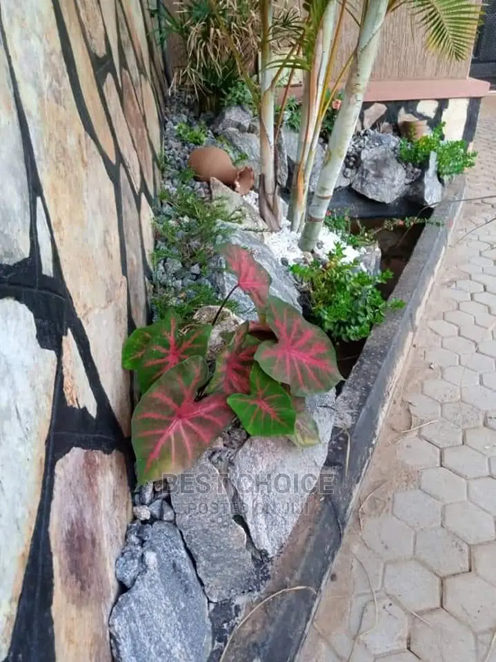 Exceptional Land Scarping/Compound Designing.