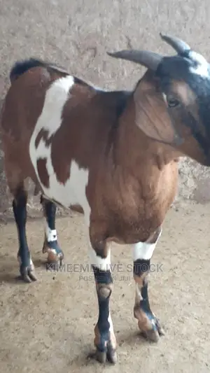 Good Quality Goats for Meat