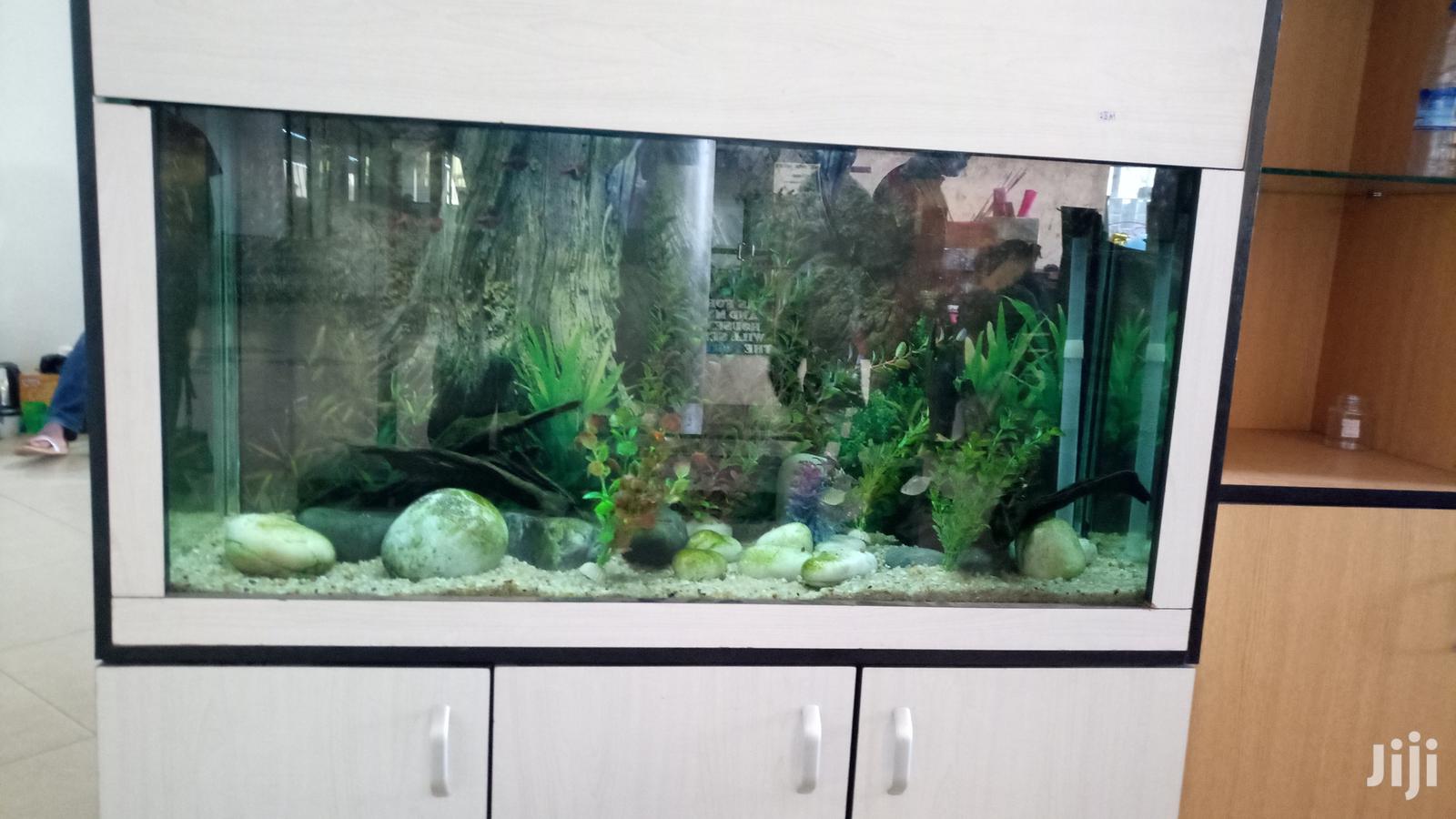 Aquariums With AQUA 2000