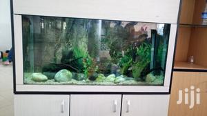Aquariums With AQUA 2000