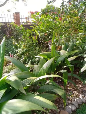 Backyard Gardening,Compound Designing,Land Scarping.