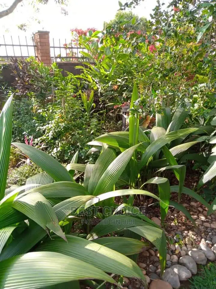 Backyard Gardening,Compound Designing,Land Scarping.