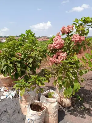 Backyard Gardening,Compound Designing,Land Scarping.