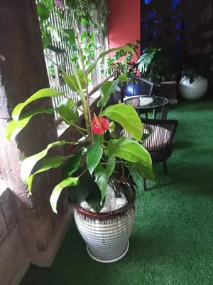 Interior Plants,Flowers,Pots,Designing.