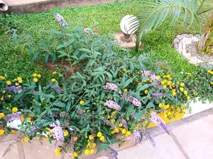 Gardening,Land Scarping,Compound Designing.