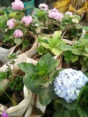 Beautiful Flowers/Plants/Land Scarping/Compound Designing.