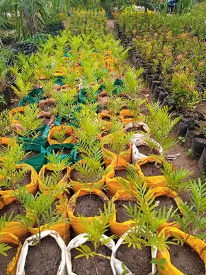 The Best Plants,Flowers,Seedlings,Stones,Compound Designing.