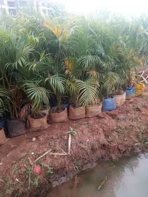 All Palm Types,Compound Designing,Land Scarping Services.