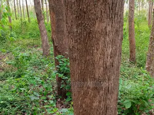 Land for Sale in Jinja
