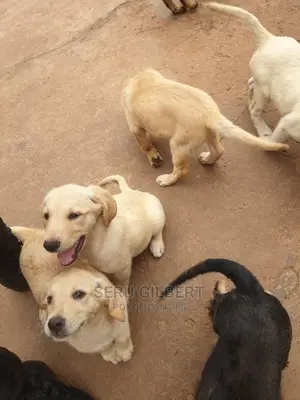 1+ Year Female Purebred Labrador Retriever