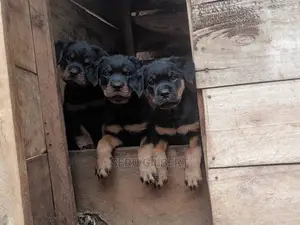 0-1 Month Male Purebred Rottweiler