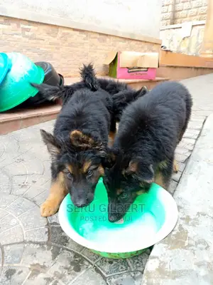 6-12 Month Female Purebred German Shepherd