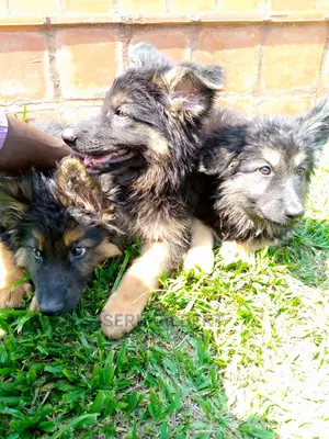 1-3 Month Male Purebred German Shepherd