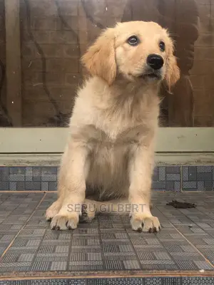 0-1 Month Female Purebred Golden Retriever