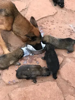 1-3 Month Male Purebred Belgian Malinois