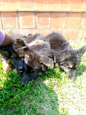 3-6 Month Male Purebred German Shepherd