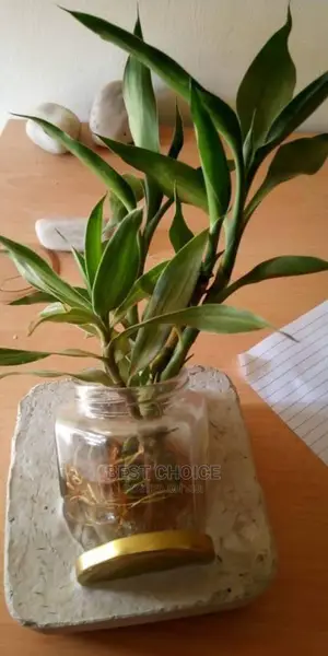 Water Plants.