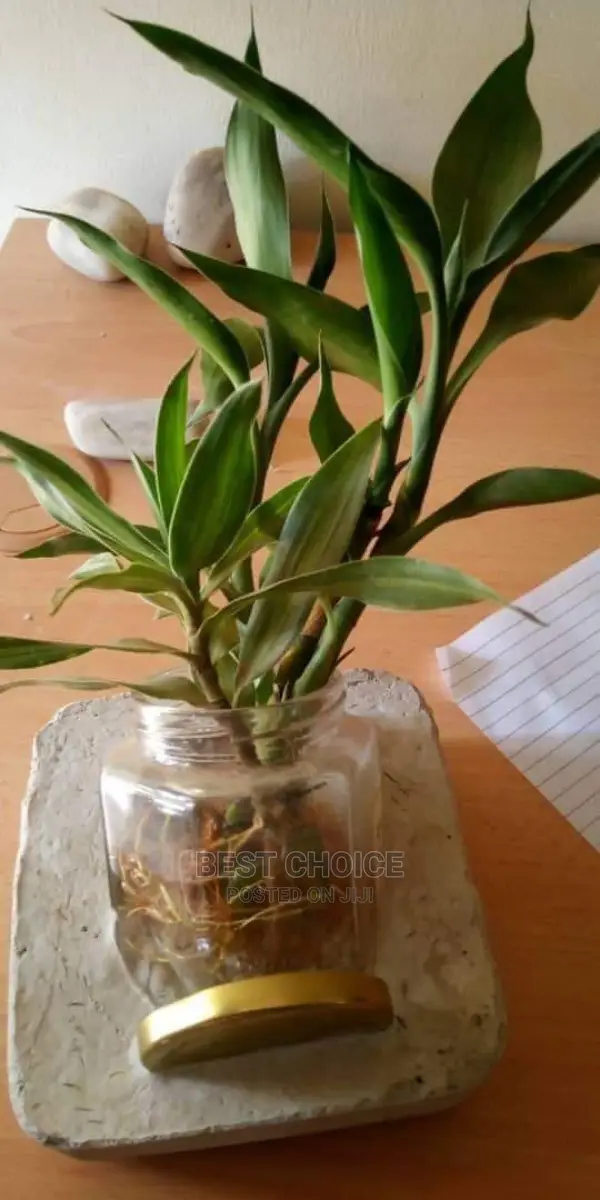 Water Plants.