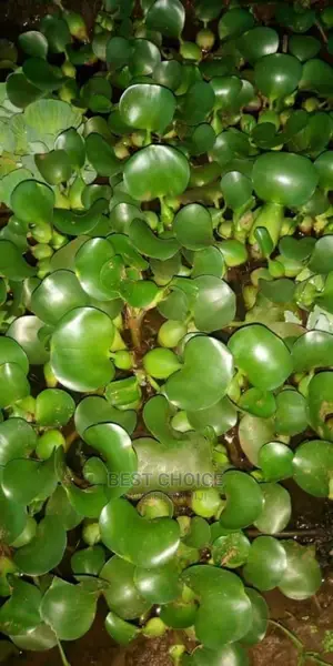Water Plants.