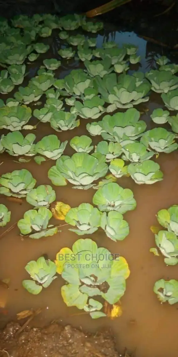 Water Plants.