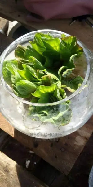 Water Plants.