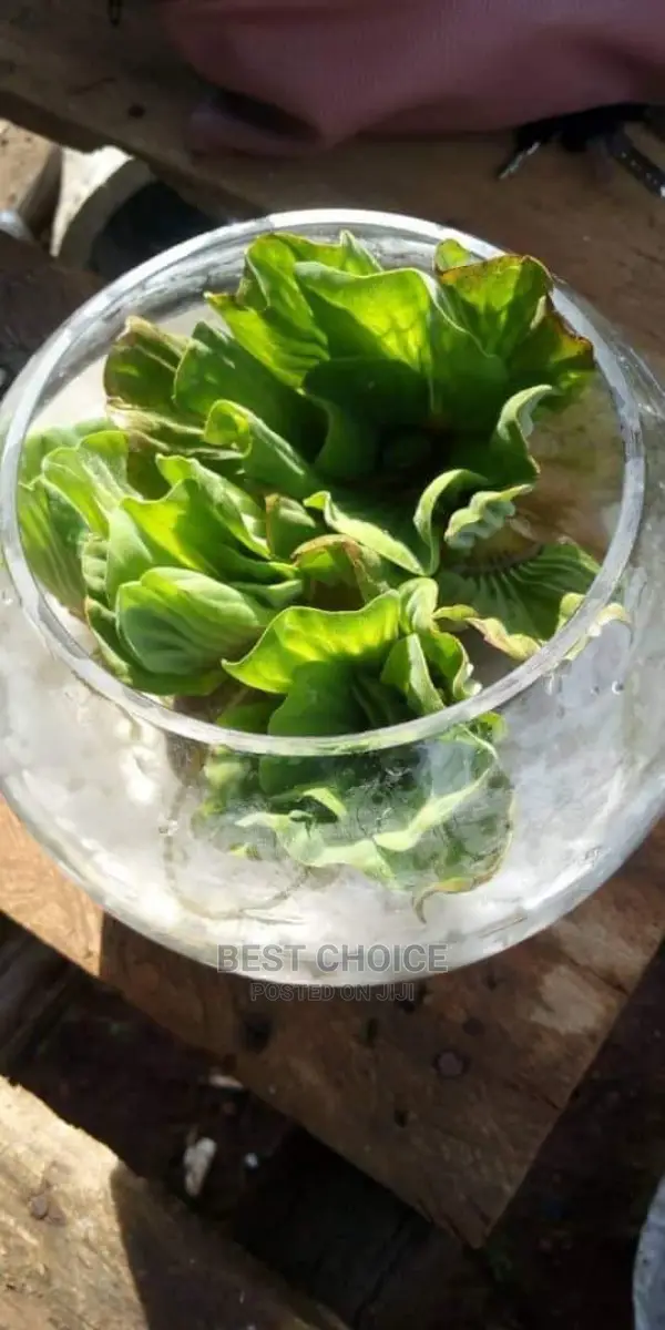 Water Plants.