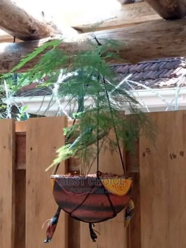 Spectacular Concrete Planters,Compound Interior Designing.