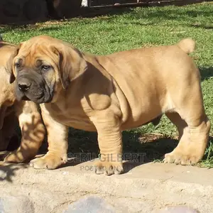 0-1 Month Female Purebred Boerboel