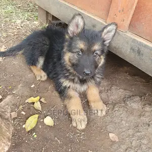 0-1 Month Male Purebred German Shepherd