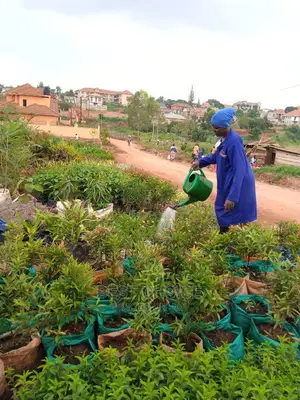 Amazing Flowers,Plants,Seedlings,Soil,Stones,Grass,Pots.