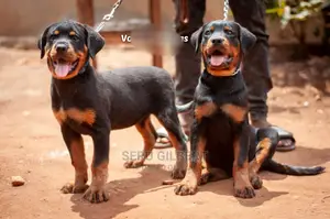 6-12 Month Female Purebred Rottweiler