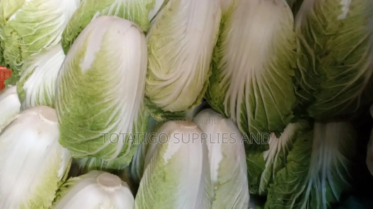 Fresh Chinese Cabbage