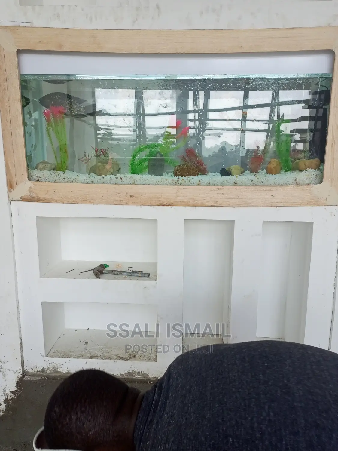 Aquarium Experts on the Site