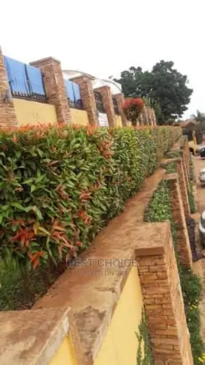 Beautiful Hedges,Beautiful Compound Designs,Land Scarping.