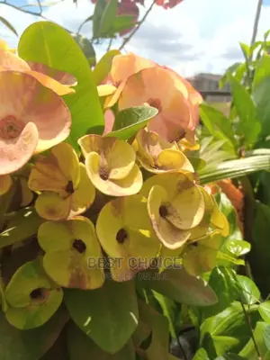 Beautiful Flowers,Stunning Plants,Amazing Compound Designs